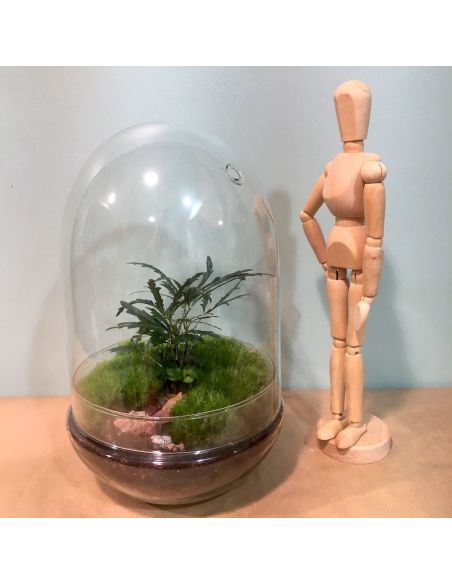 terrarium œuf : aralia