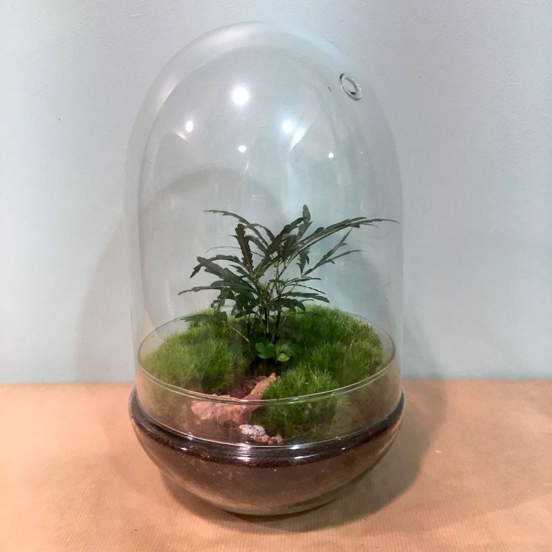 terrarium œuf : aralia