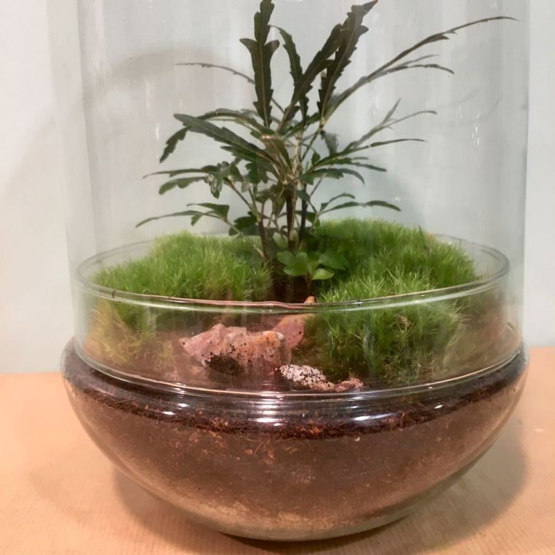 terrarium œuf : aralia 2