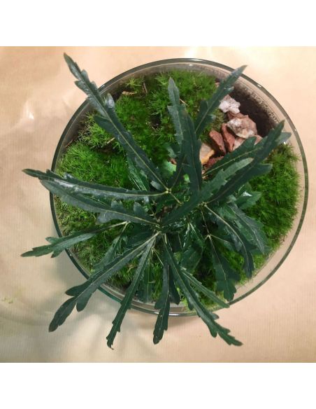 terrarium œuf : aralia