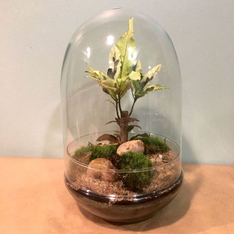 terrarium œuf : croton et fittonia