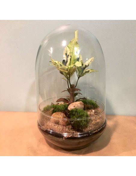 terrarium œuf : croton et fittonia