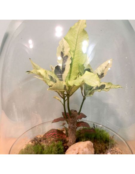 terrarium œuf : croton et fittonia