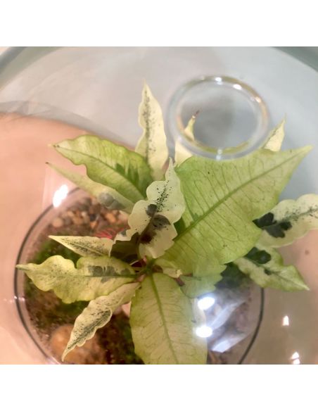 terrarium œuf : croton et fittonia