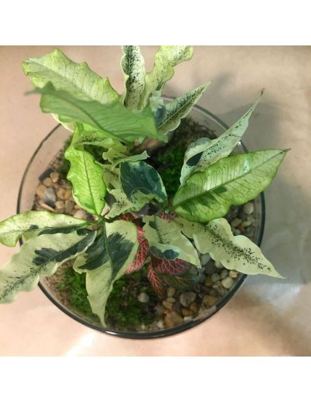 terrarium œuf : croton et fittonia