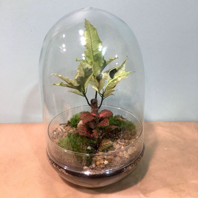 terrarium œuf : croton et fittonia 2