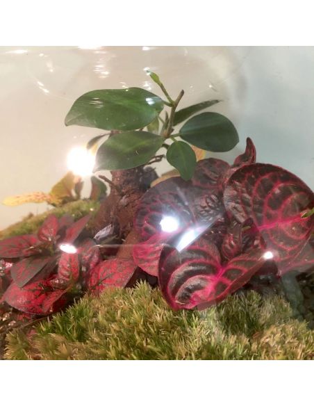 terrarium lampe